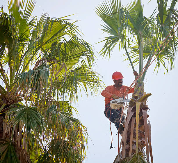 Best Tree Cutting Near Me  in USA